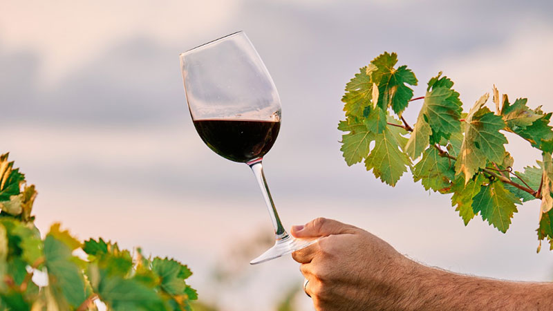 Rettifica: avviso per affidamento servizio per studio di affidabilità rilancio della Strada del vino e iniziativa comunicazione per terroir Masterplan del vino