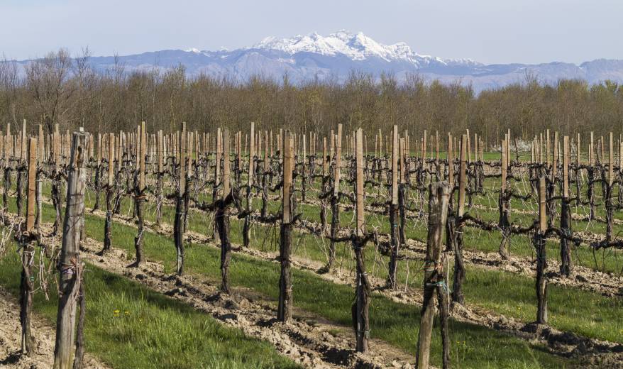 Audit sulle aziende vitivinicole interessate a progetti di sviluppo aziendale per il PSR 2000-2006 VeGAL Venezia Orientale